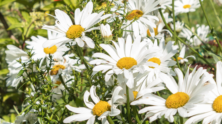 Close up of chamomile flowers