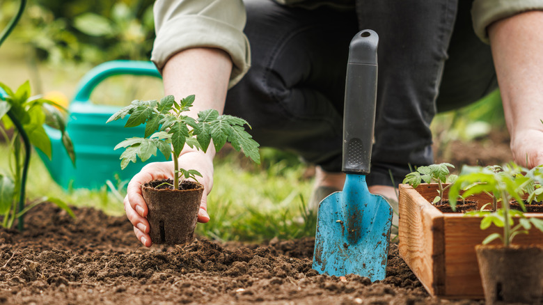 Person planting a seedling into garden soil.