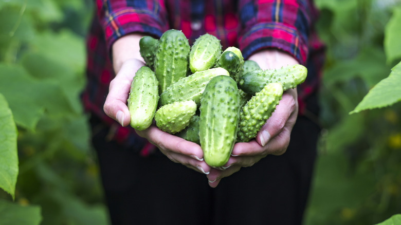 person wearing a plaid shirt holding many cucumbers