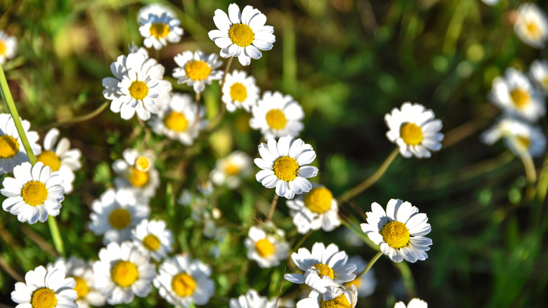 Closeup of healthy chamomile plants