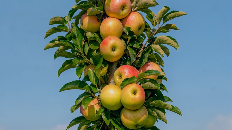 Apples growing on a columnar apple tree.