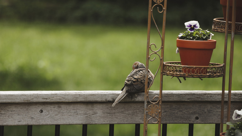 A mourning dove on a railing, preening itself.