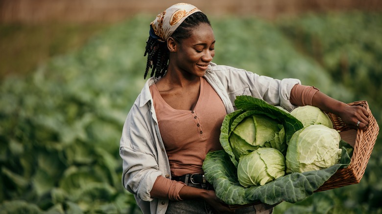 Gardener harvesting cabbage