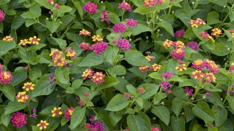 A flowering Teenie Genie lantana shrub.