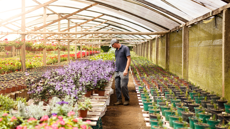 Man shopping for a purple flower plant at nursery