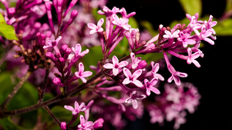 Close up of Palibin lilac tree