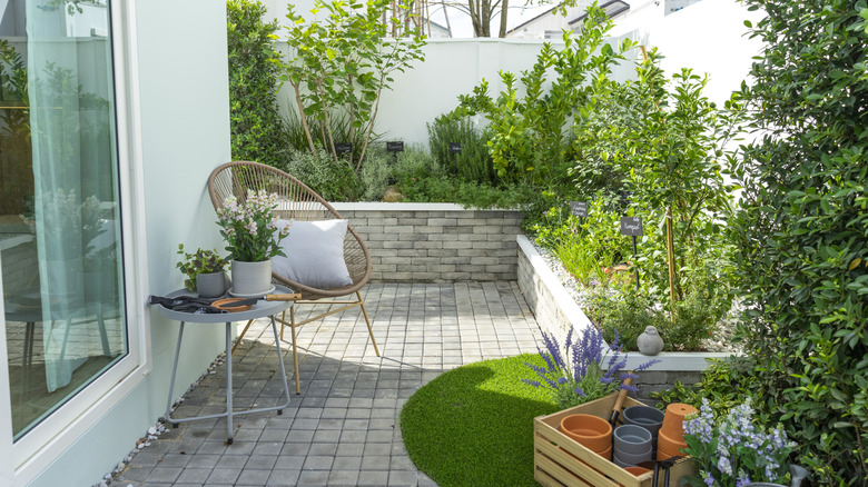 Plants growing in a small backyard garden