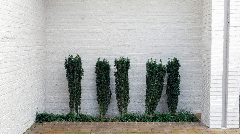 Urban garden with white wall and 'Sky Pencil' hollies