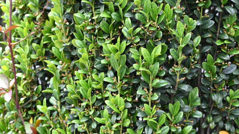 Closeup of a screening hedge using 'Sky Pencil' holly plants