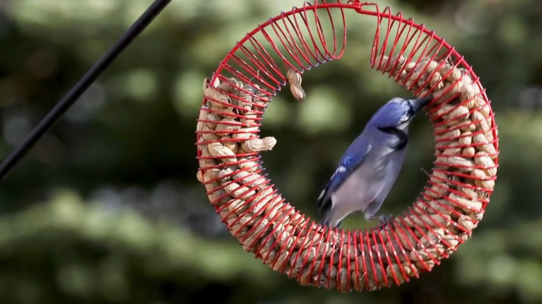 Red wire peanut wreath form with blue jay sitting on it and picking out a peanut