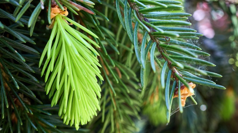 Fresh light green sprout of a Norway spruce tree