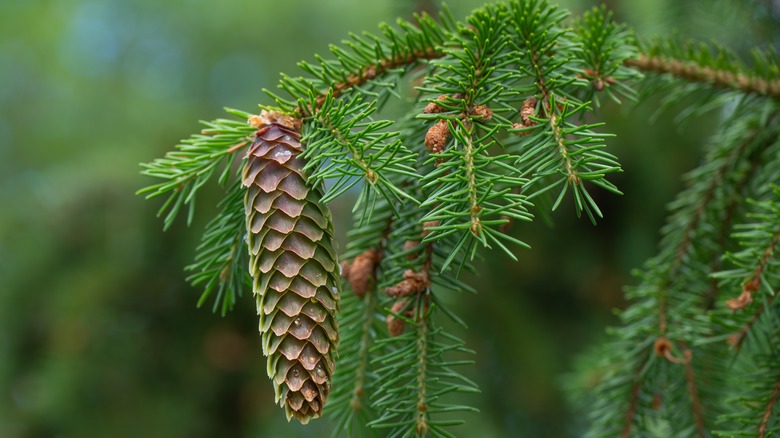 Seed cone of the evergreen Norway spruce tree