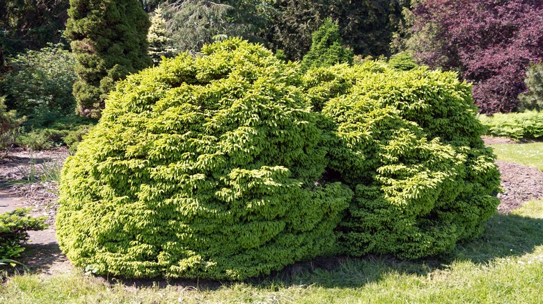 Picea abies "Nidiformis" a dwarf cultivar of Norway Spruce