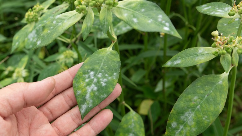 Person holding leaf with powdery mildew