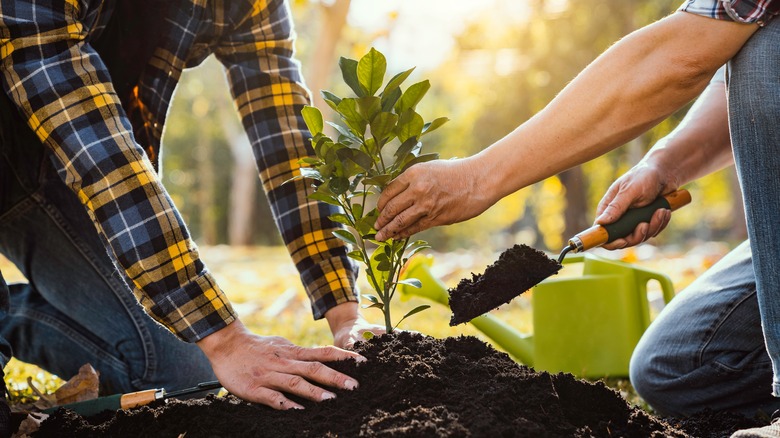 The Spice To Put In Your Soil While Rooting New Plants the-spice-to-put-in-your-soil-while-rooting-new-plants