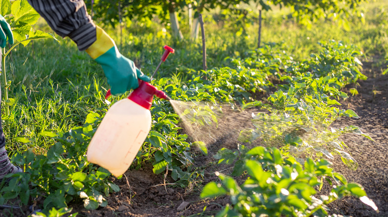 Gardener spraying pesticide on plants