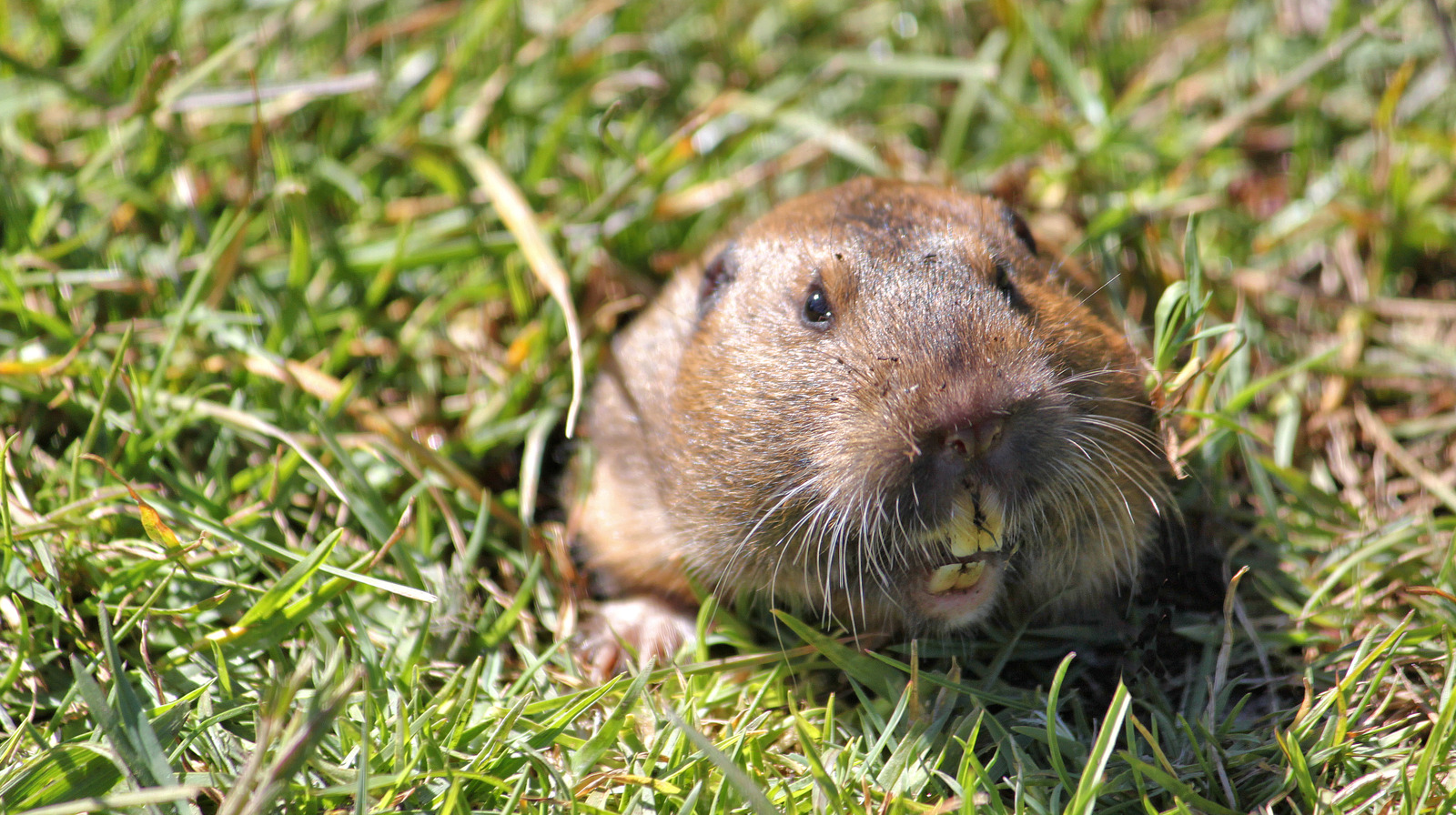 What Can I Use To Get Rid Of Gophers In My Yard