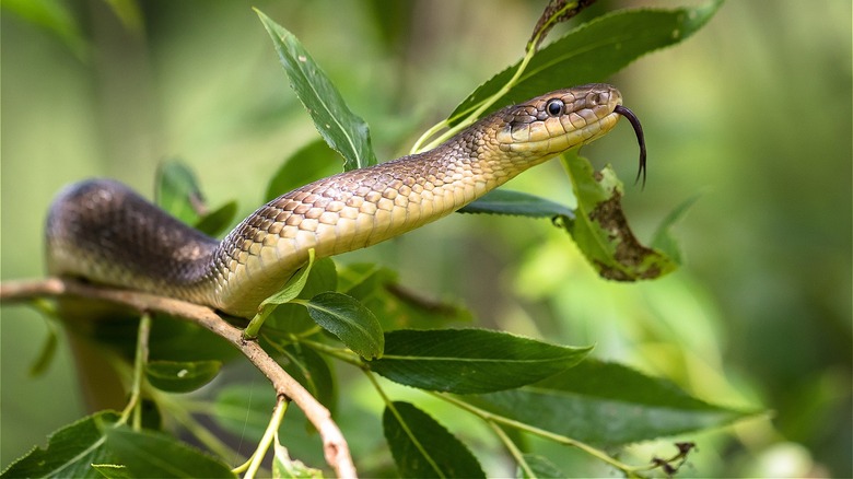 snake slithering on branch