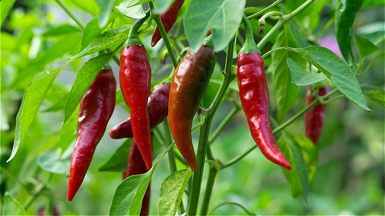 peppers growing from plant