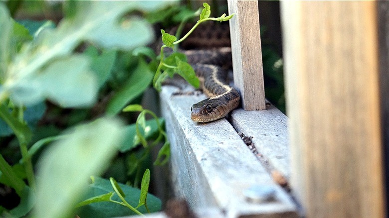 snake hiding behind garden