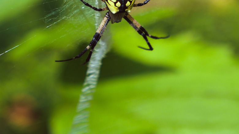 A black-and-yellow garden spider up close