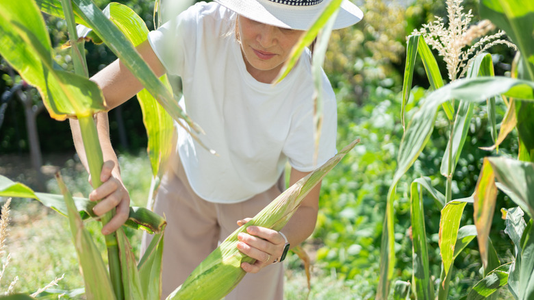 Woman inspecting a corn plant in garden