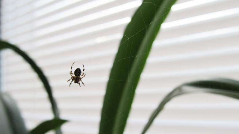 spider on blinds