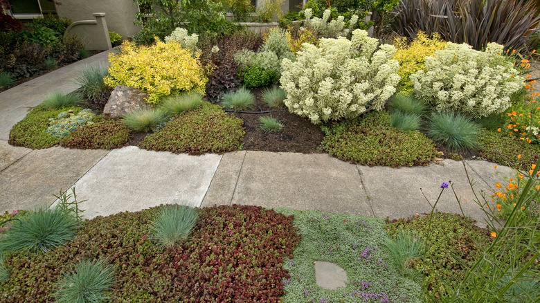 A house's yard is entirely taken up with succulents and shrubs.