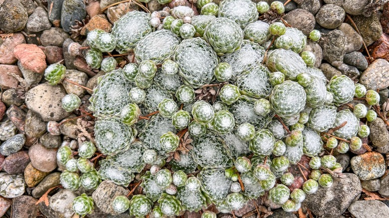 A cluster of cobweb hens and chicks grow in a rocky garden.