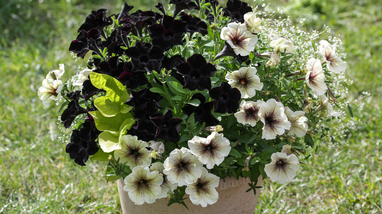 Black and white petunias are showcased together in a planter.