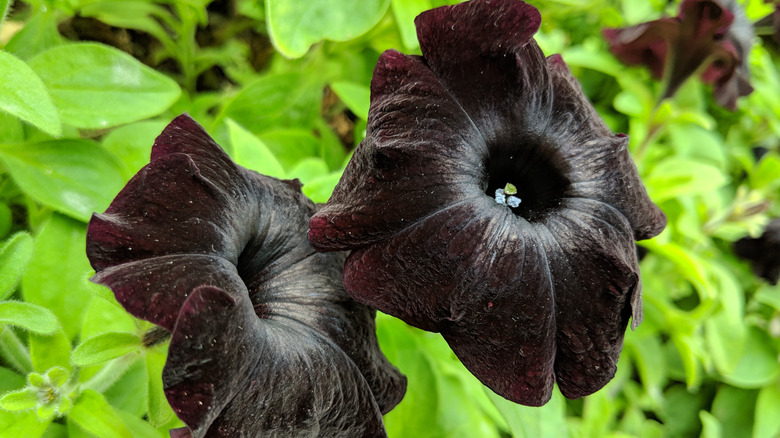 A 'Black Cat' petunia is shown in a close-up photo.