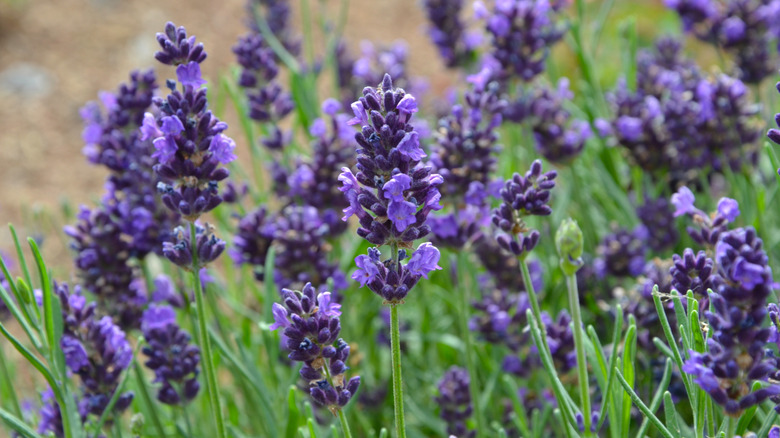 A patch of Lavandula angustifolia in bloom, showing vibrant purple flowers.