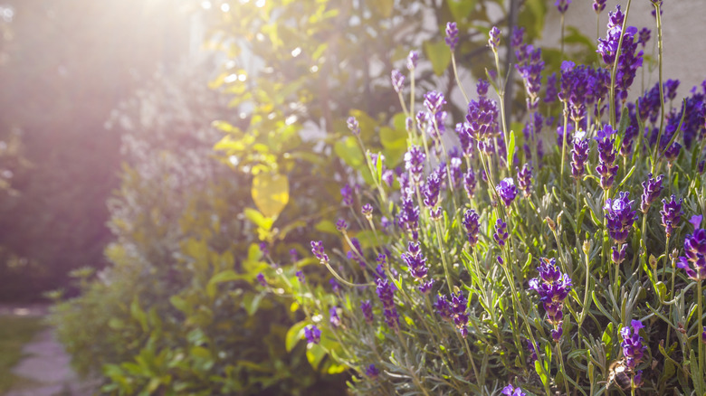 Lavender growing in a sunny location in a garden