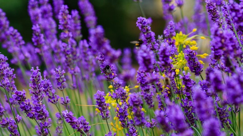 purple lavender blooms in a field