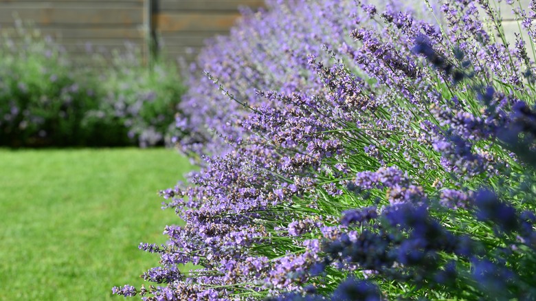 Lavender flowers in garden