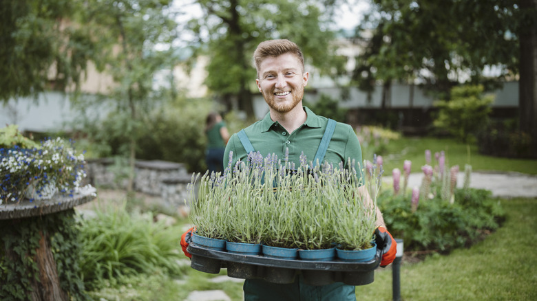 Gardener enjoying planting lavender and smiling at the camera