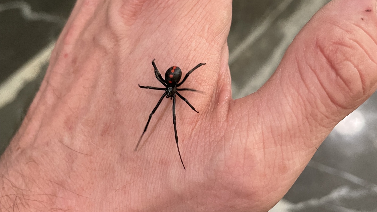 The Spots In Your Home Where You Are Most Likely To Find A Black Widow Spider