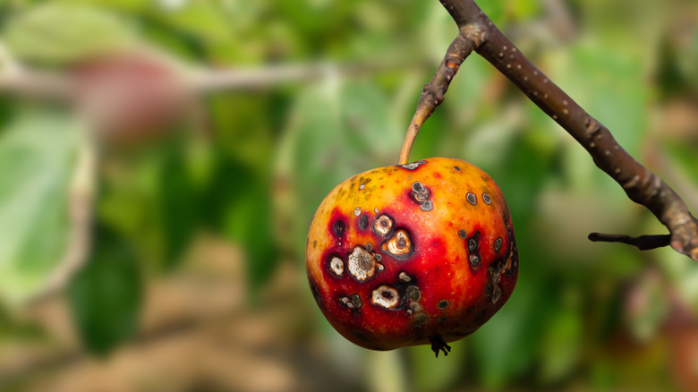 an apple infected by apple scab
