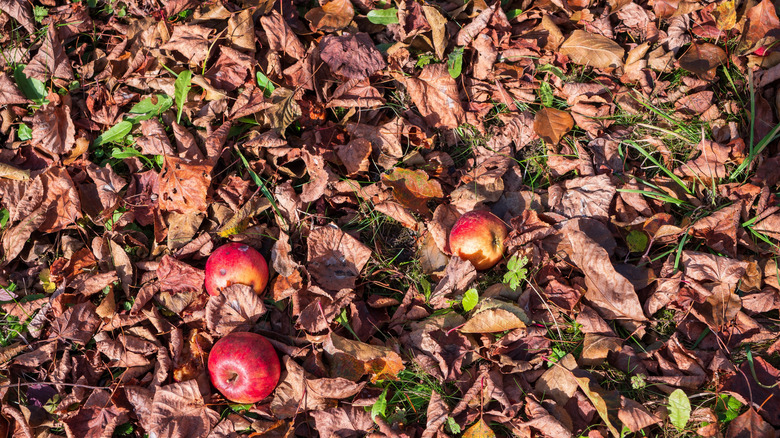 fallen leaves and fruit of an apple tree