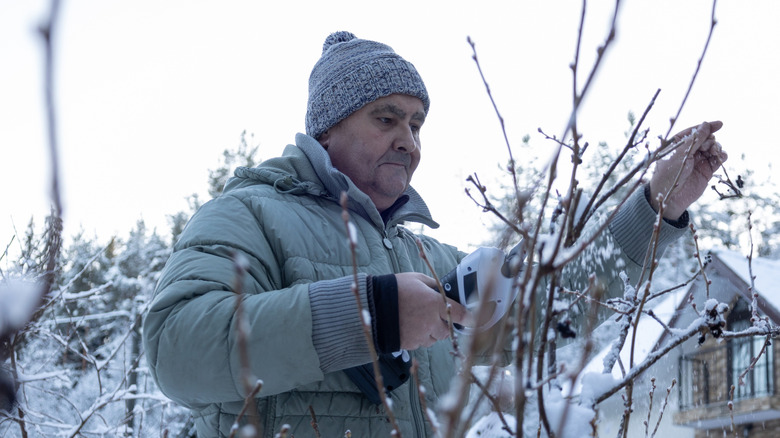 man pruning a bush