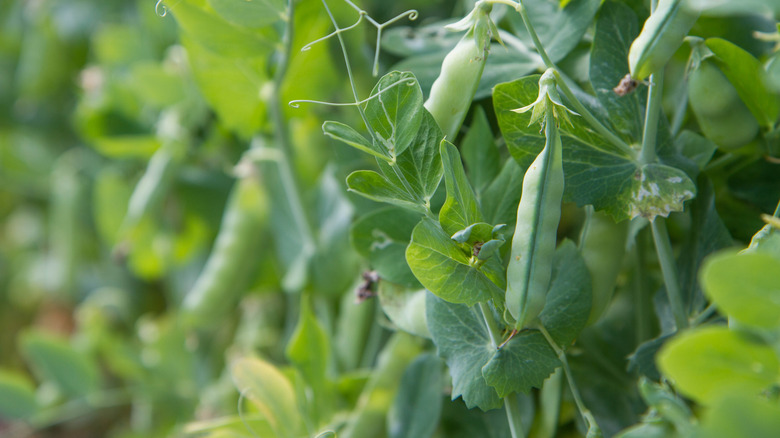 Vining pea plants in garden