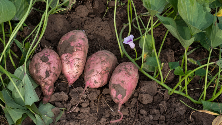 Harvested sweet potatoes in dirt next to vines