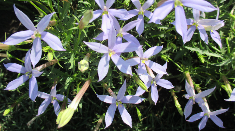 purple laurentia flowers with green foliage