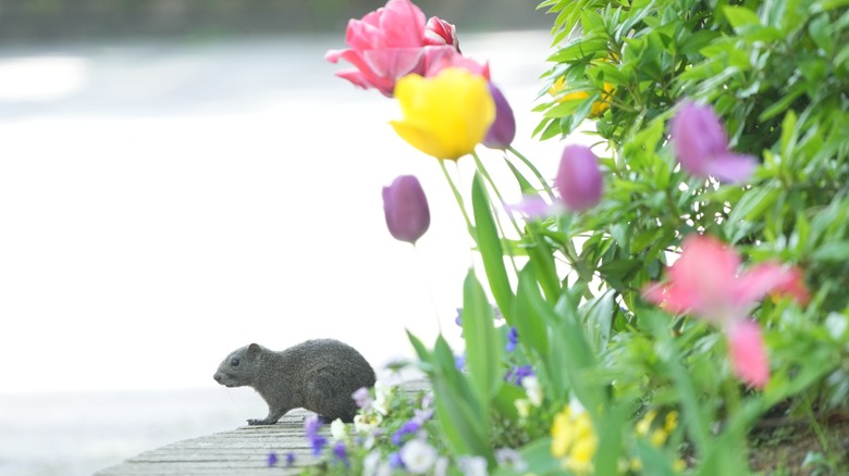 Garden tulips with squirrel in background