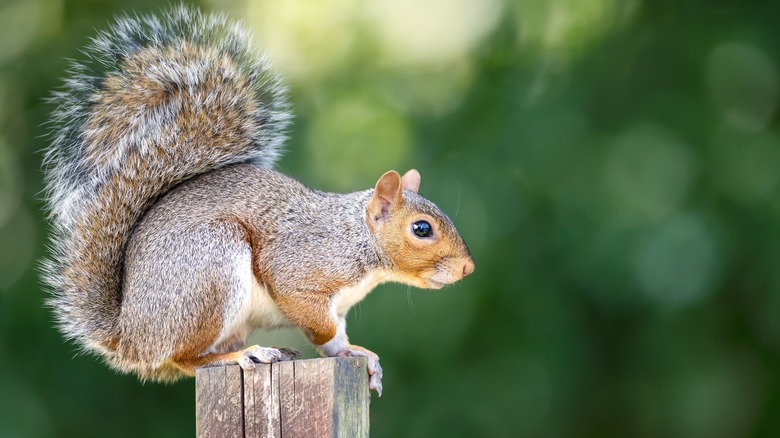 Gray squirrel sitting on top of fence post