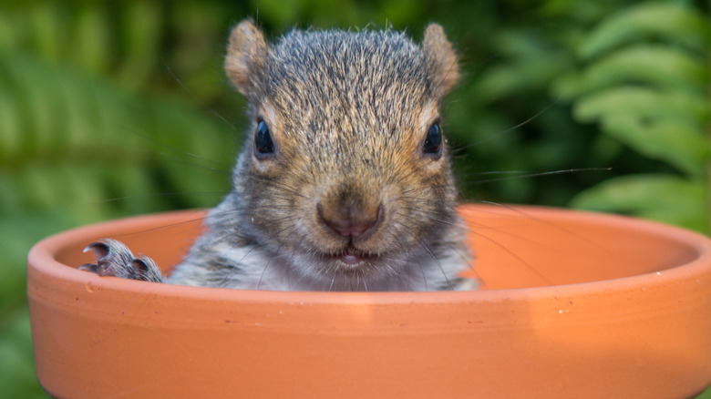 Squirrel in flower pot