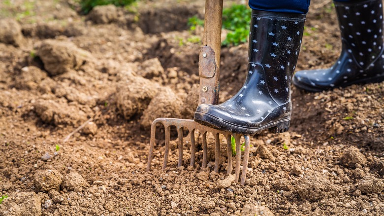 A gardener wearing star-patterned rain boots digs over soil in a garden bed using a rake.