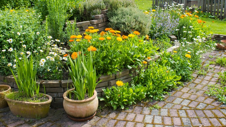 A series of terraced garden beds full of flowering plants in a backyard.