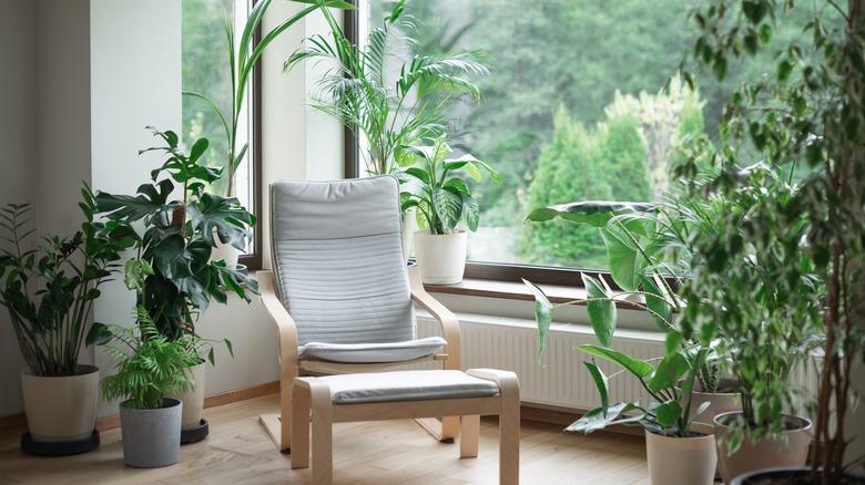 Various indoor potted greenery