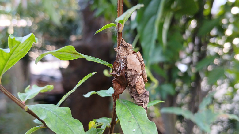 Bagworm sitting on a branch.